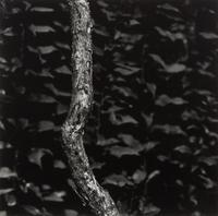 Aaron Siskind, (American, 1903-1991), Martha's Vineyard #9, 1974