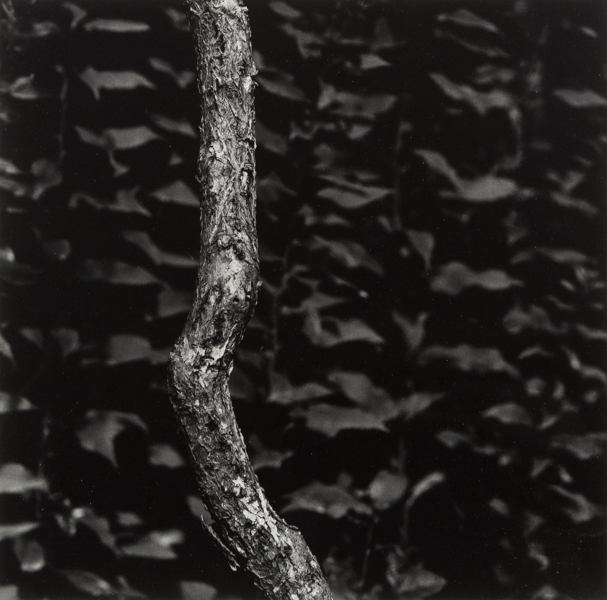 Aaron Siskind, (American, 1903-1991), Martha's Vineyard #9, 1974