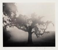 Michael Kenna, (British, b. 1953), Rancho San Carlos, Study 4, San Carlos, CA, 1992