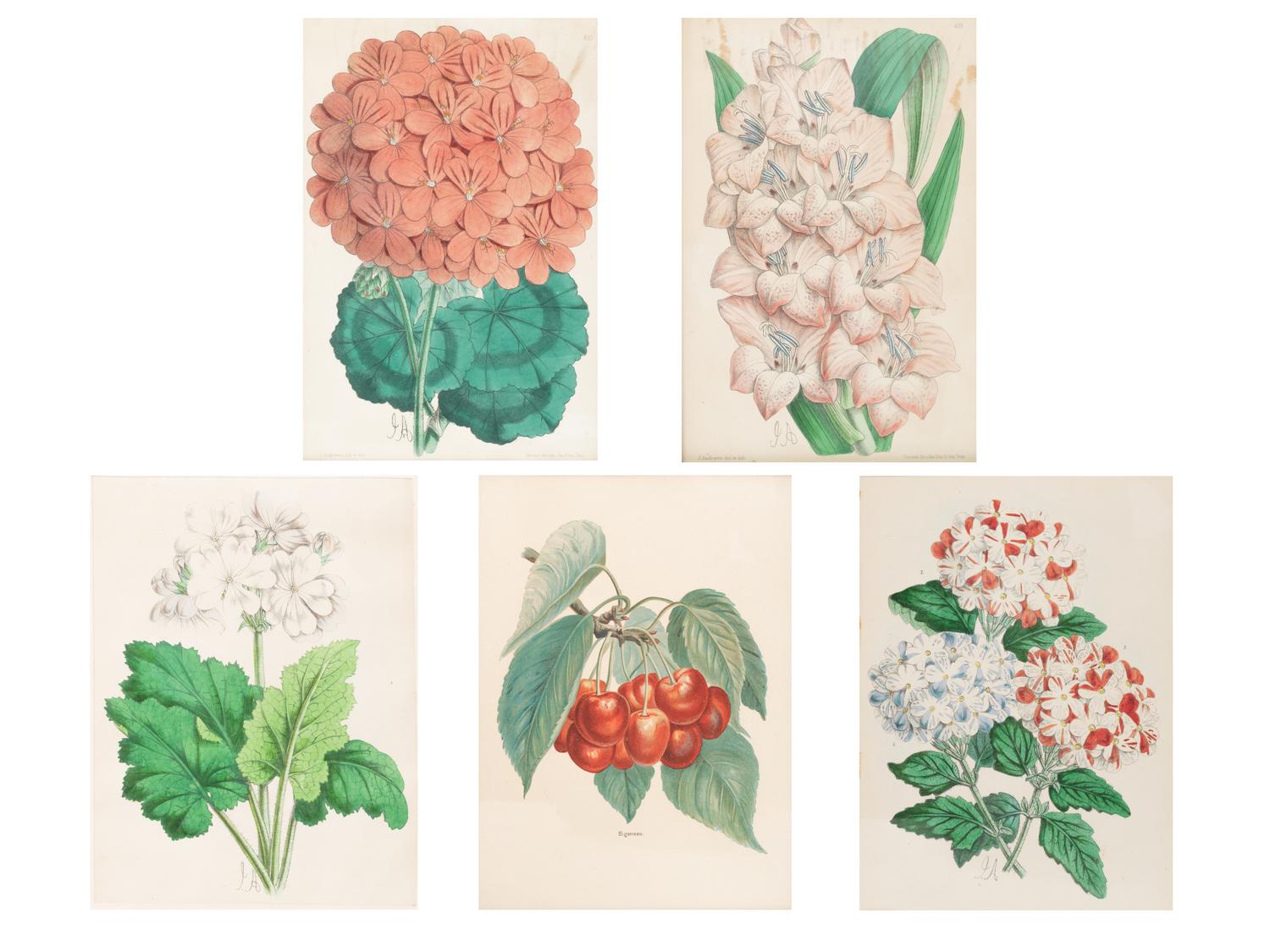 Four Hand-Colored Botanical Lithographs by James Andrews (British, 1801-1876) and an Associated Bigarreau Print