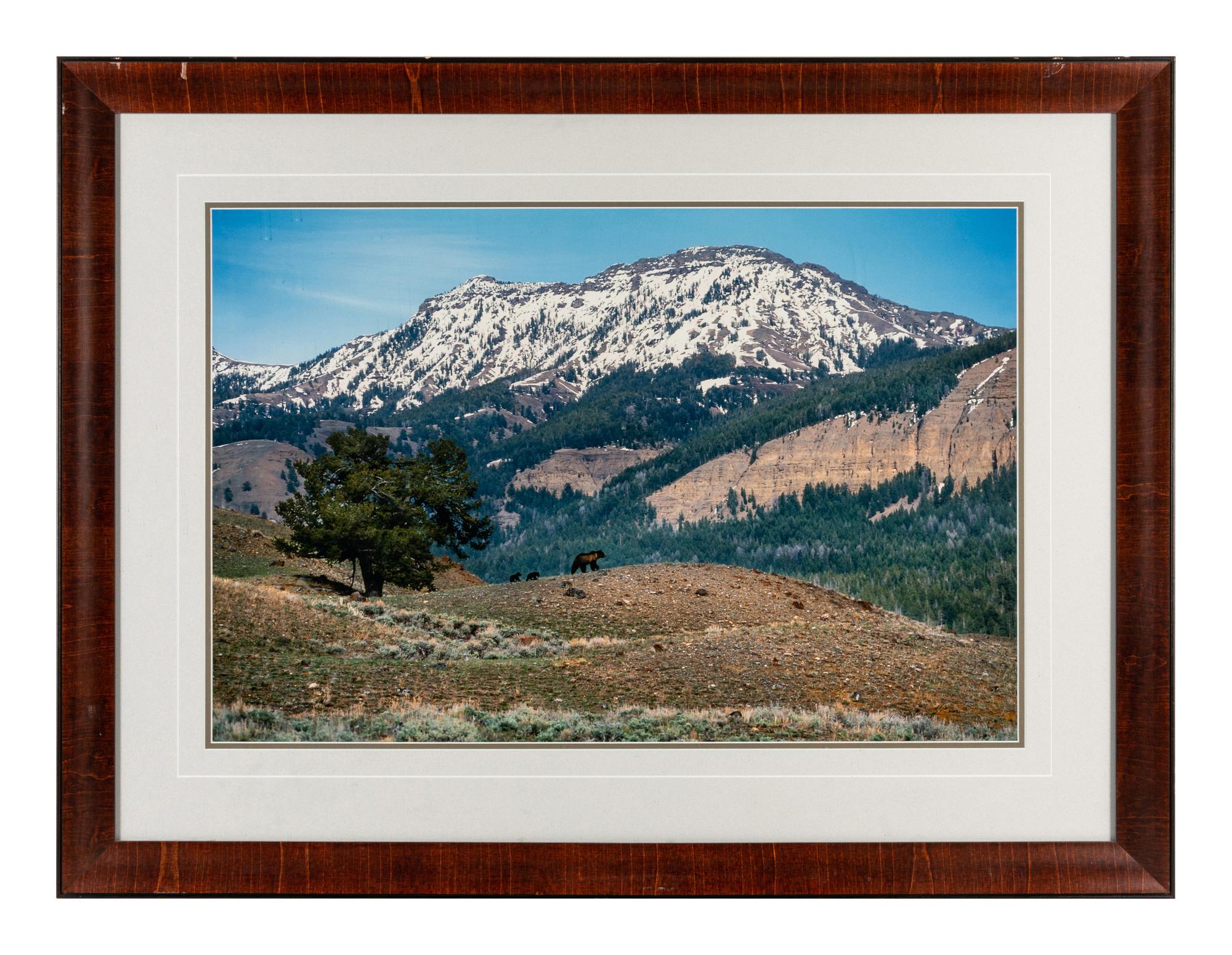 Yellowstone Country Grizzly , edition 79/1500