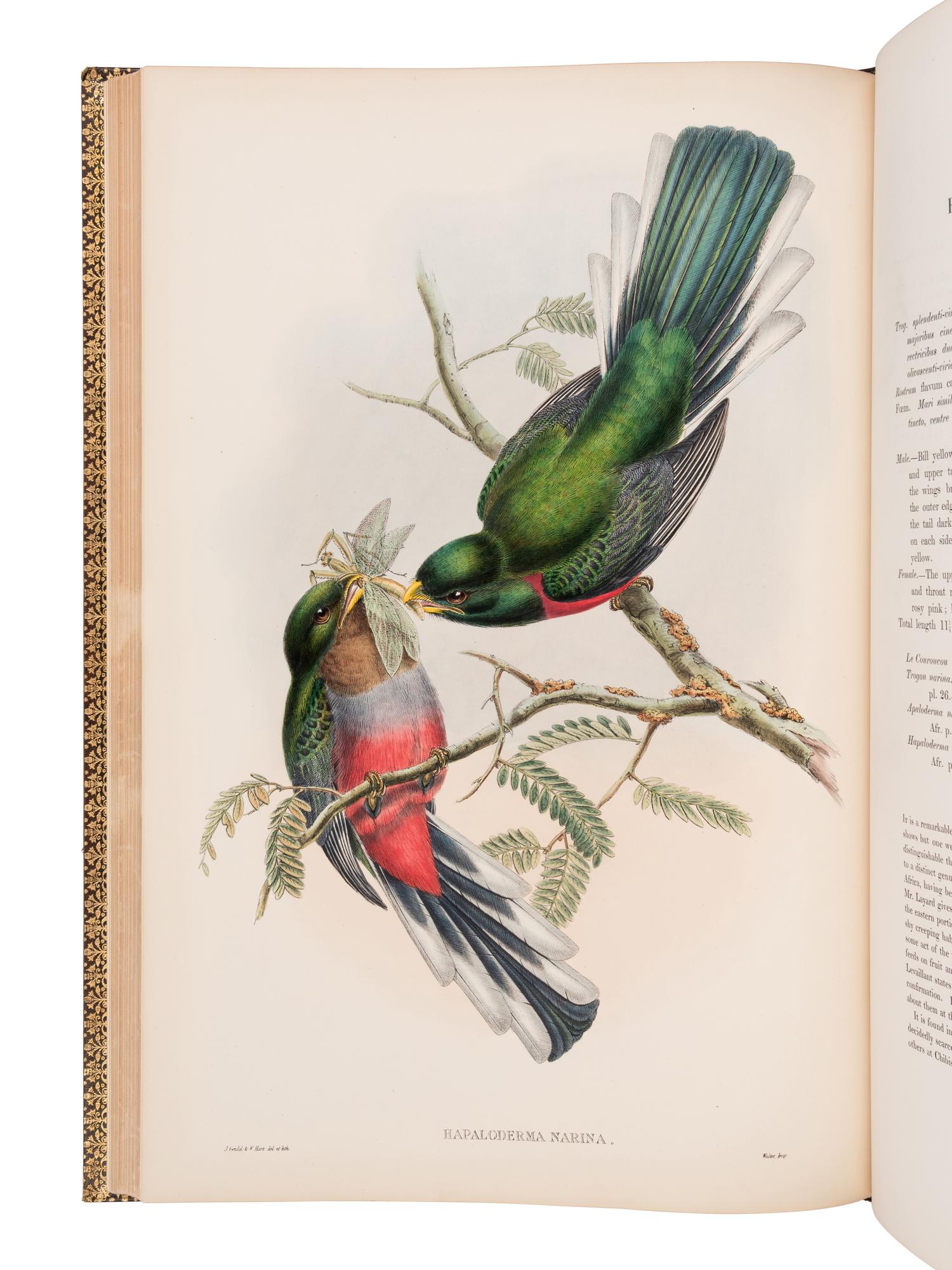 [NATURAL HISTORY]. GOULD, John (1804-1881). A Monograph of the Trogonidae, or Family of Trogons . London: Taylor and Francis for the Author, [1858-] 1875.