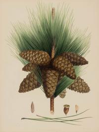A Pair of Large Hand-Colored Botanical Engravings