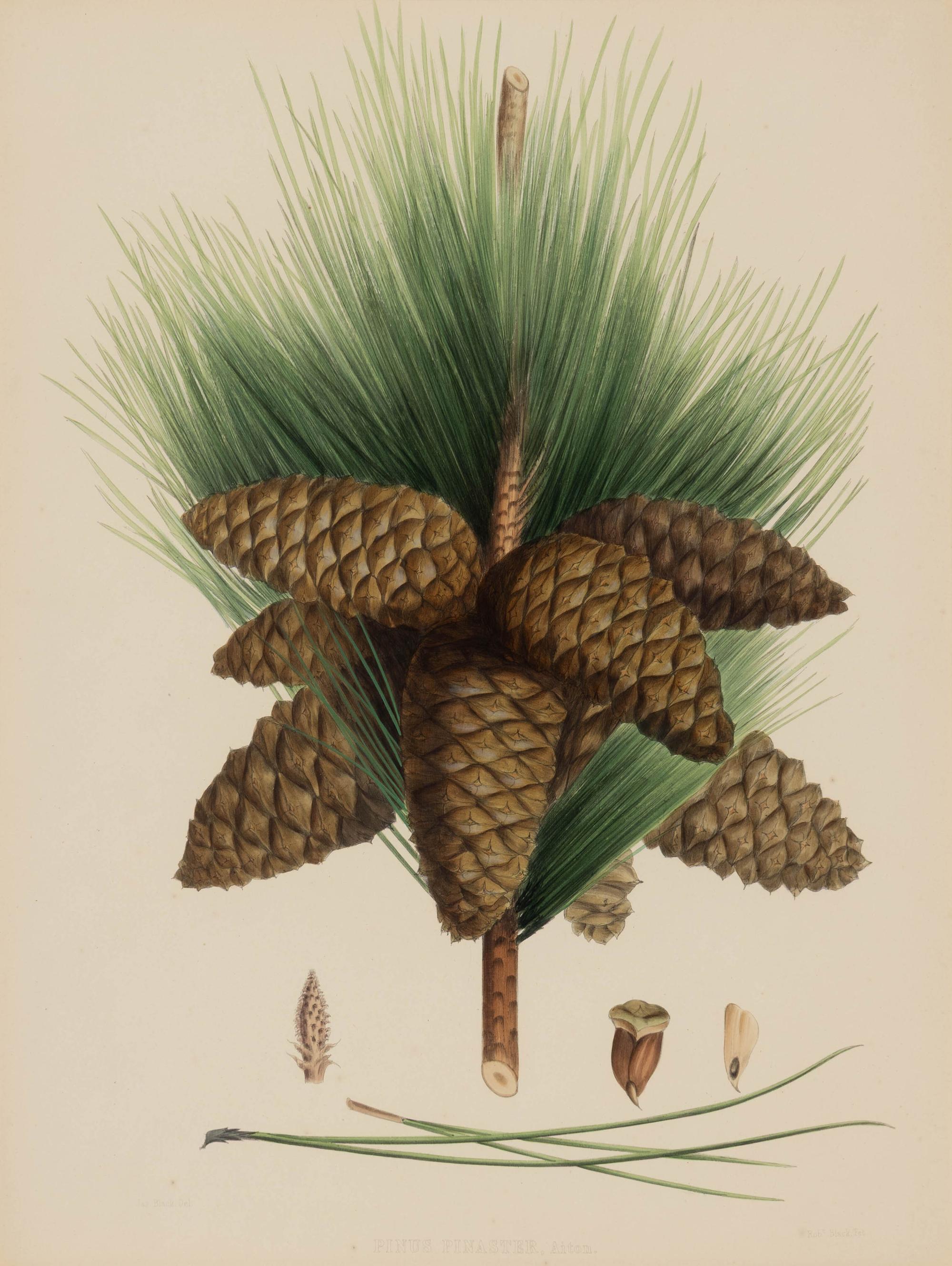 A Pair of Large Hand-Colored Botanical Engravings