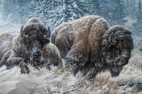 Colorado Buffalo