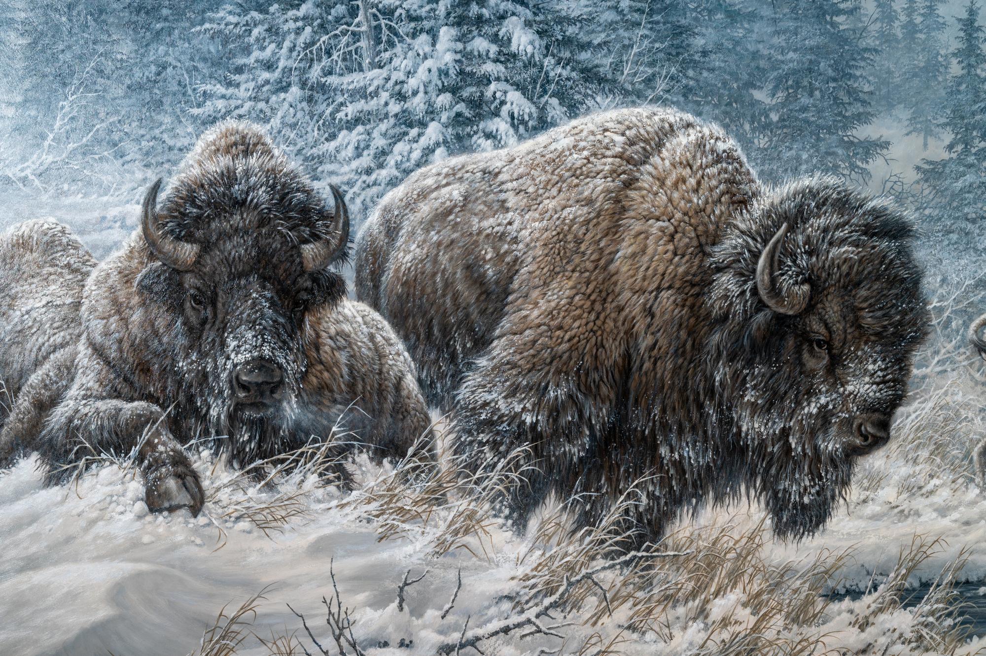 Colorado Buffalo
