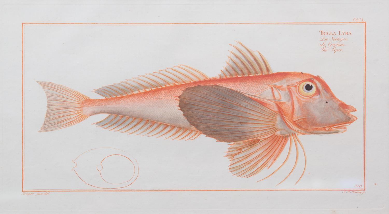 A Group of Four German Handcolored Fish Engravings Plate: 8 x 14 1/2 inches. — 18TH CENTURY