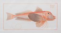 A Group of Four German Handcolored Fish Engravings Plate: 8 x 14 1/2 inches. — 18TH CENTURY