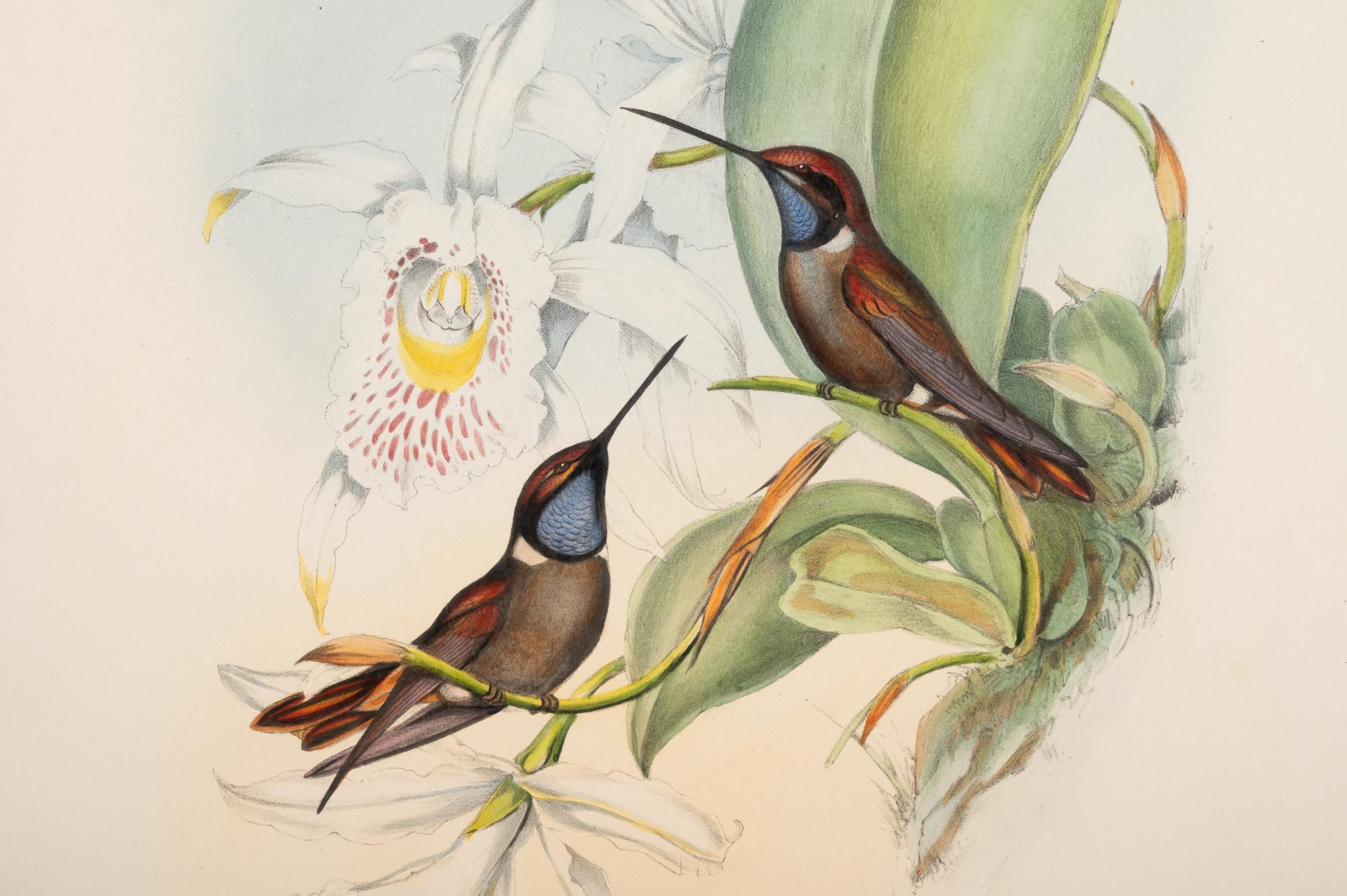 John Gould (British, 1804-1881)