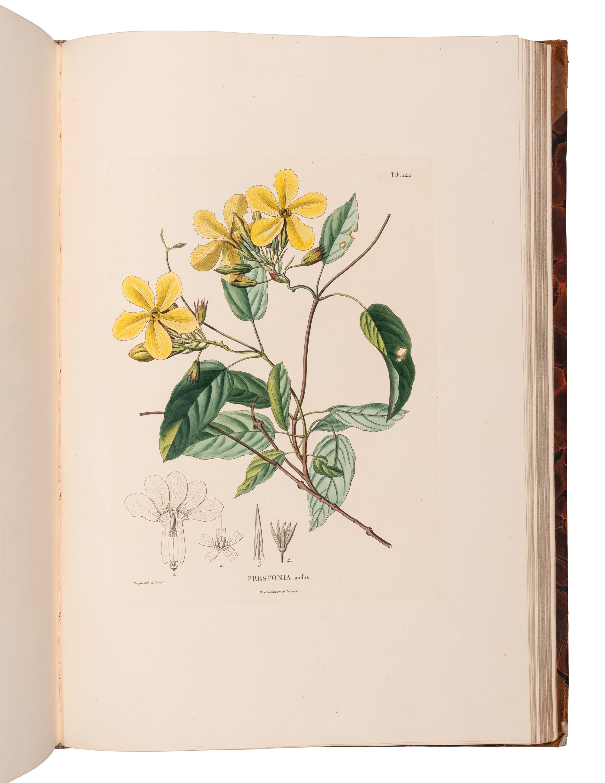 [EXPLORATION -- AMERICAS]. HUMBOLDT, Alexander von (1769-1859) and Aime J. A. BONPLAND (1773-1858). Voyage aus regions equinoctiales du nouveau continent . Part VI: Botanique. Nova genera et species plantarum... . Paris: Librairie Grecque-Latine-Allemande, 1818.