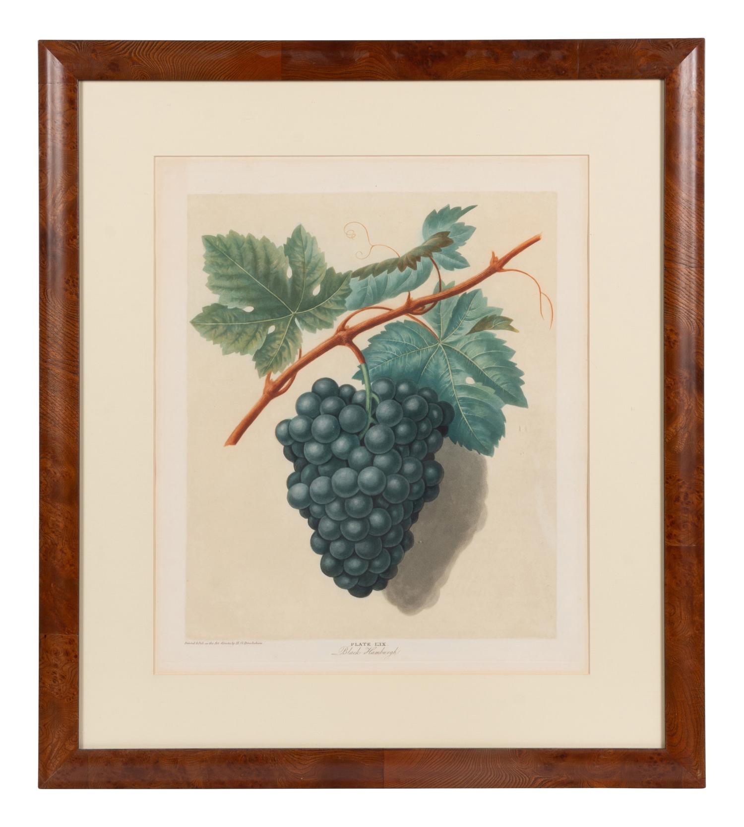 Four Hand Colored Fruit Engravings by George Brookshaw