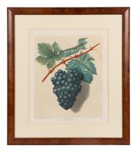 Four Hand Colored Fruit Engravings by George Brookshaw