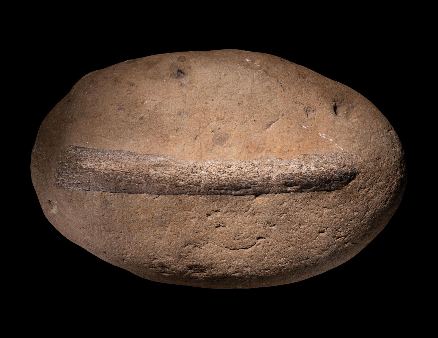 Two Fossilized Dinosaur Bones