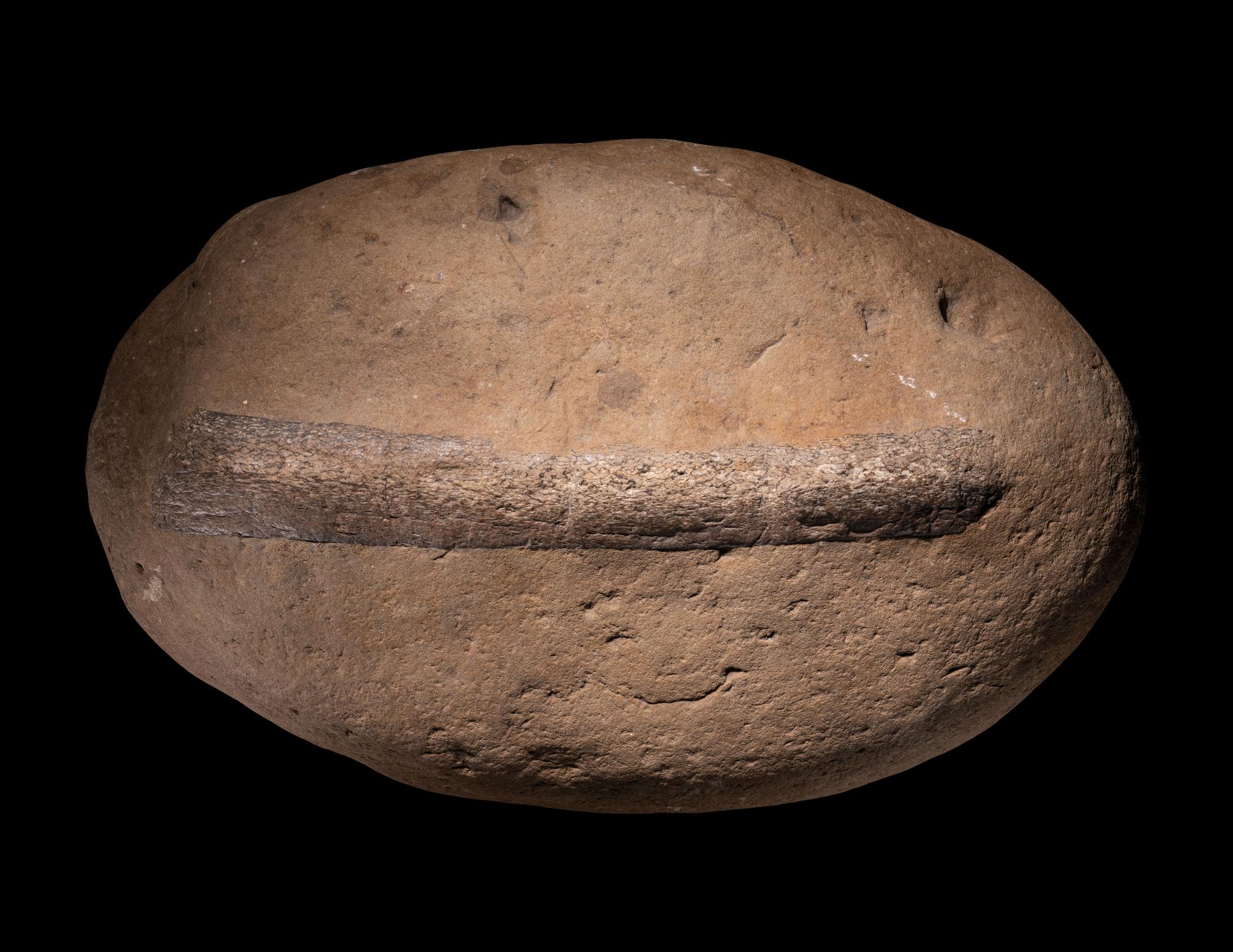 Two Fossilized Dinosaur Bones