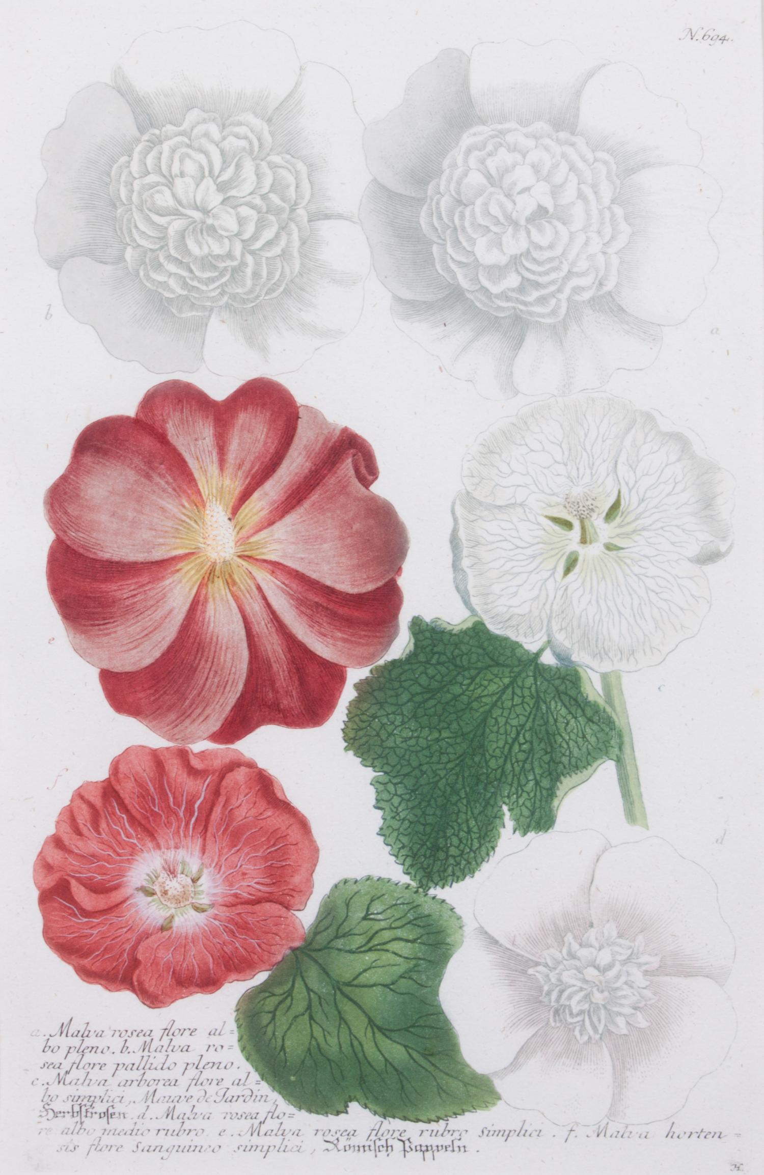 A Set of Two Chromolithographs of Botanicals Each: 13 x 8 1/2 inches.