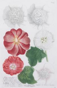 A Set of Two Chromolithographs of Botanicals Each: 13 x 8 1/2 inches.