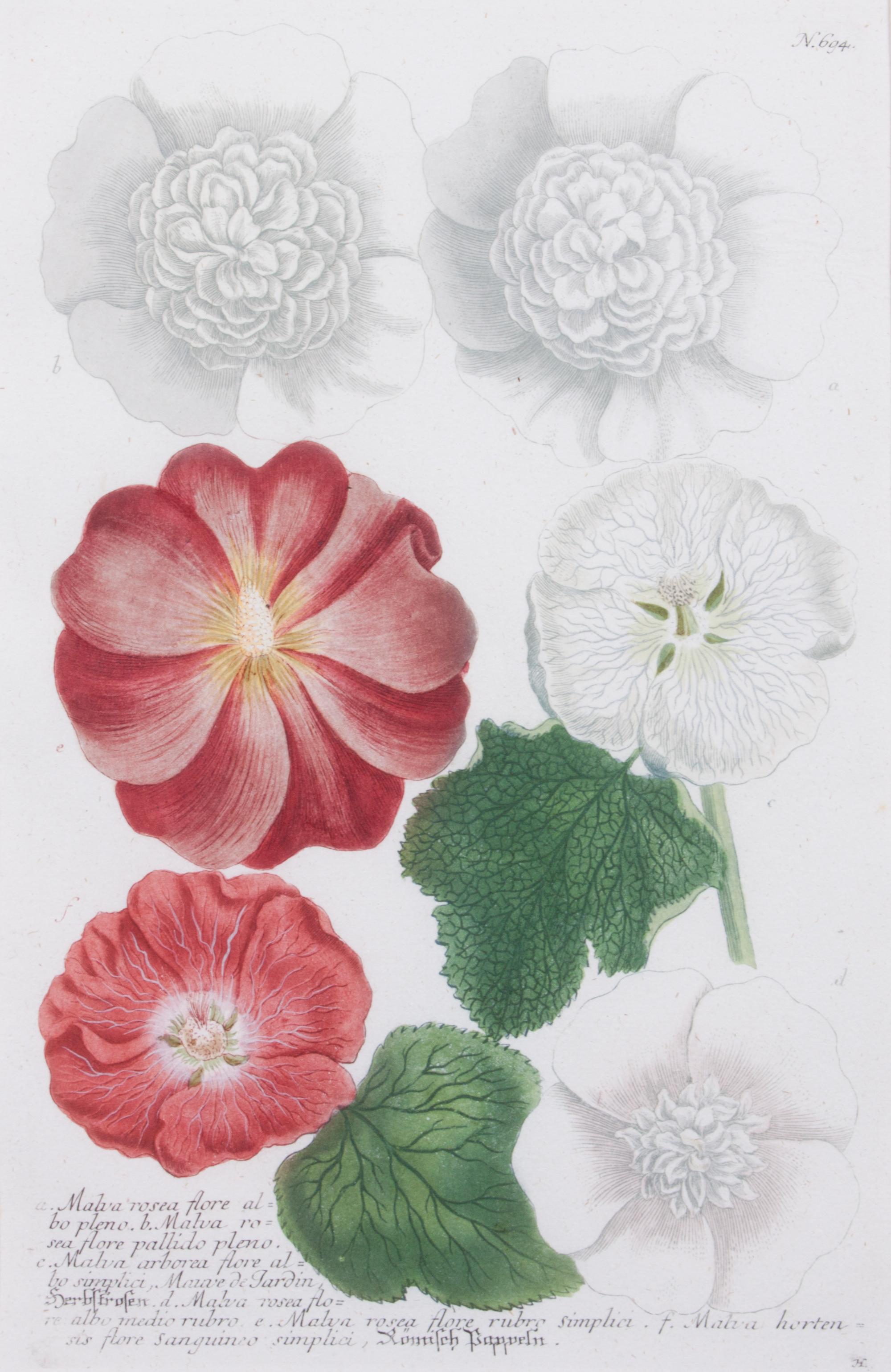 A Set of Two Chromolithographs of Botanicals Each: 13 x 8 1/2 inches.