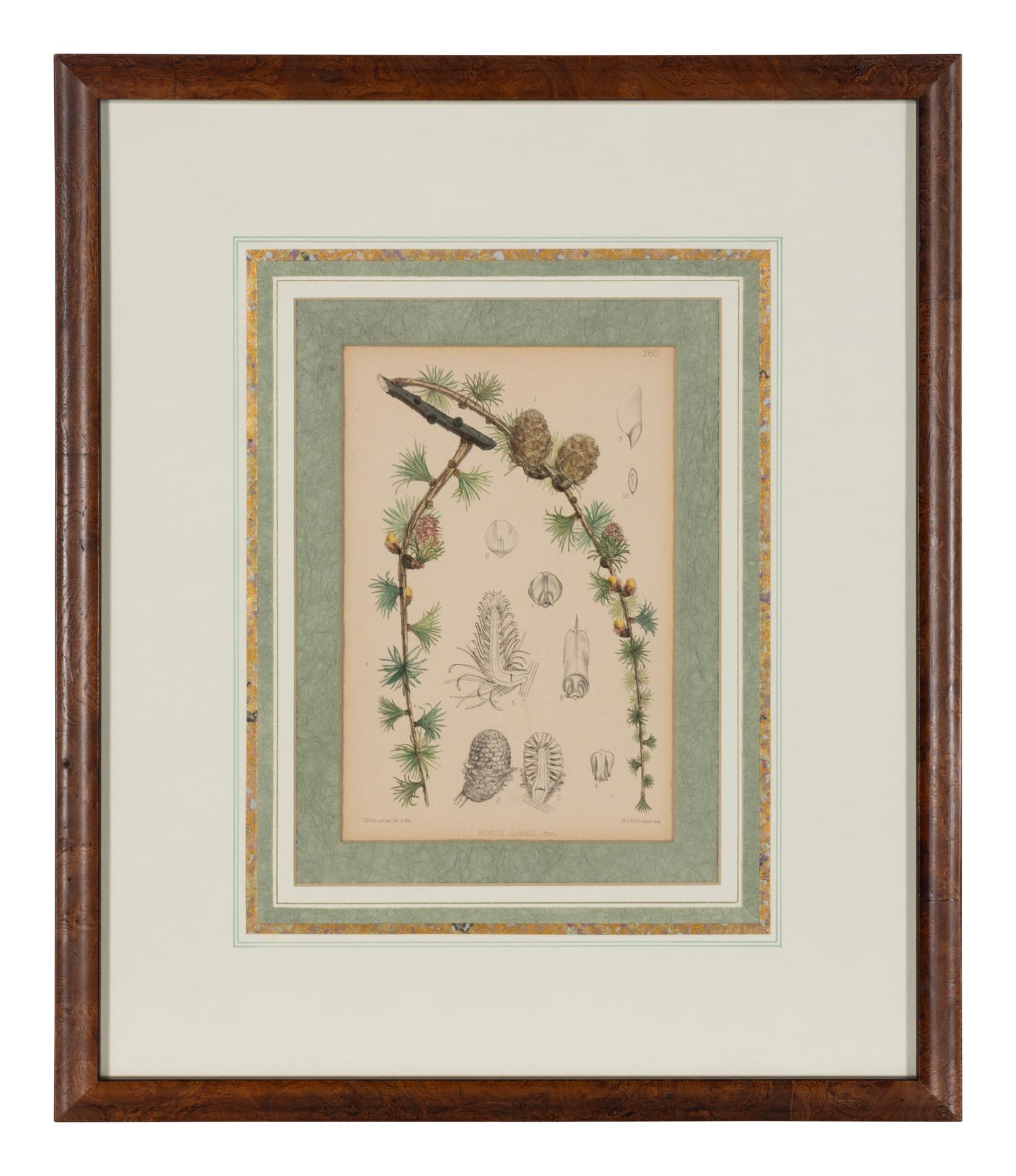 A Set of Eleven Illustrations from Medicinal Plants by Robert Bentley and Henry Trimen