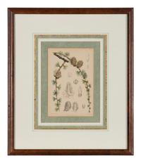 A Set of Eleven Illustrations from Medicinal Plants by Robert Bentley and Henry Trimen