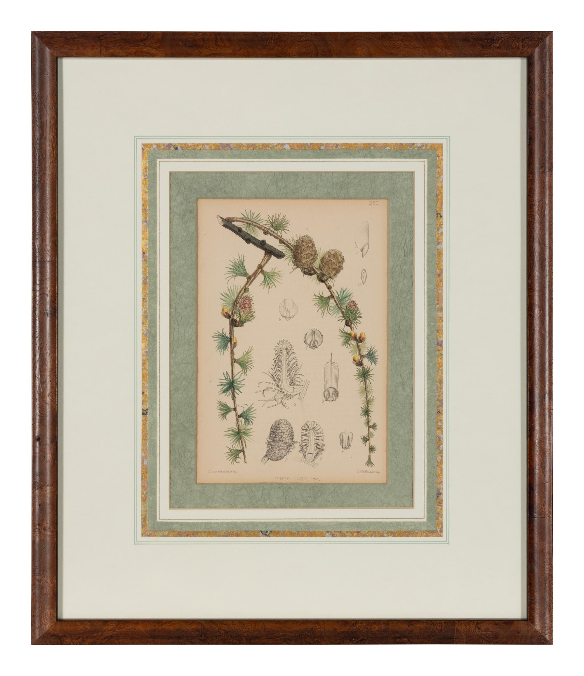A Set of Eleven Illustrations from Medicinal Plants by Robert Bentley and Henry Trimen