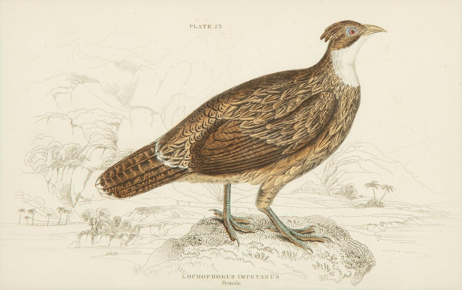 A Group of Eight Framed Ornithological Prints — 19TH/20TH CENTURY