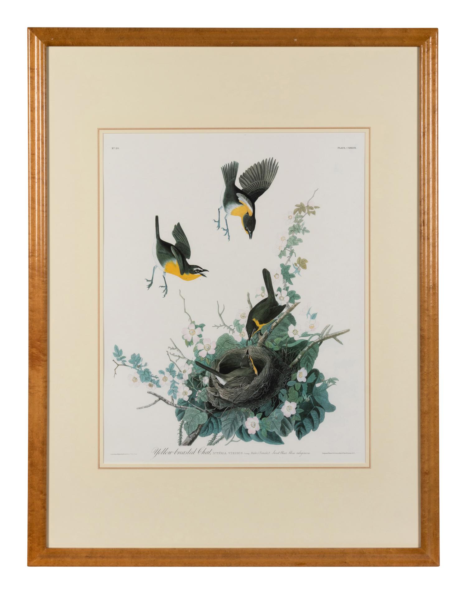 [AUDUBON]. Yellow-breasted Chat. 20th century reproduction. Matted and framed.