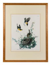 [AUDUBON]. Yellow-breasted Chat. 20th century reproduction. Matted and framed.