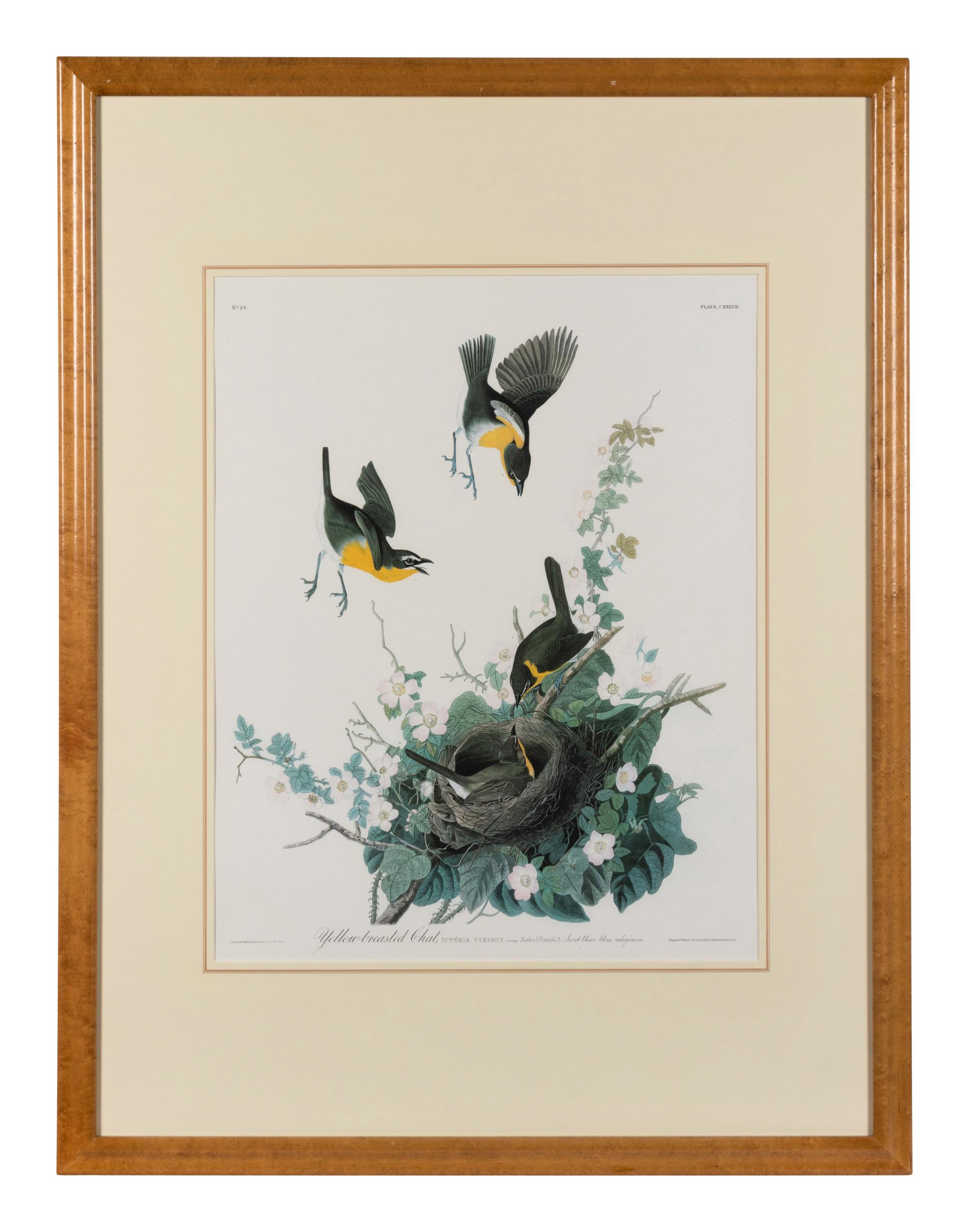 [AUDUBON]. Yellow-breasted Chat. 20th century reproduction. Matted and framed.