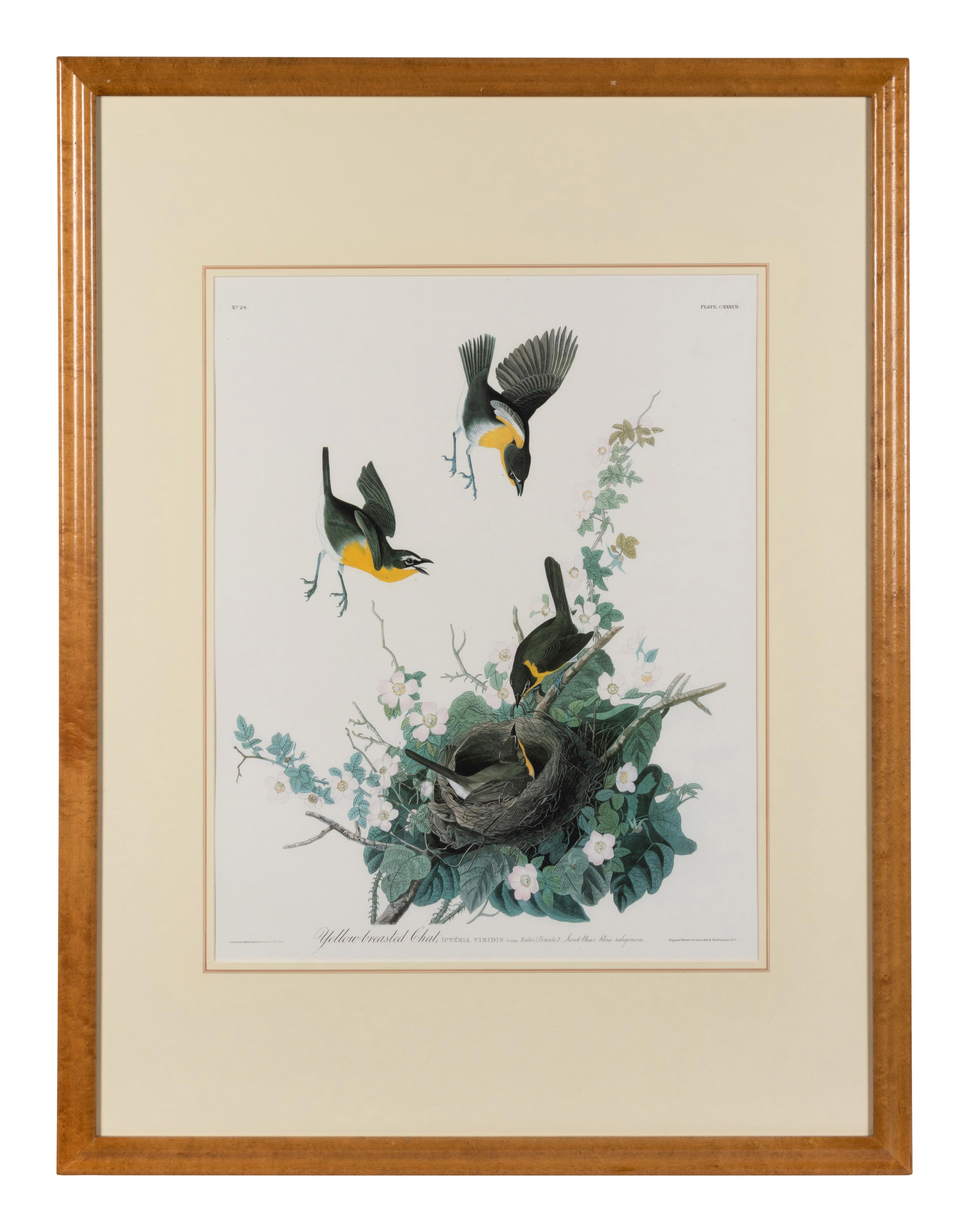 [AUDUBON]. Yellow-breasted Chat. 20th century reproduction. Matted and framed.