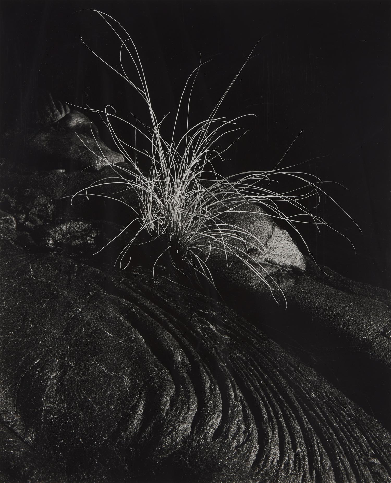 Grass and Lava, Hawaii, 1984