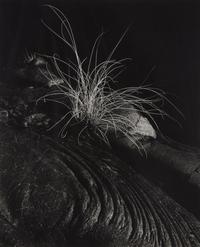 Grass and Lava, Hawaii, 1984