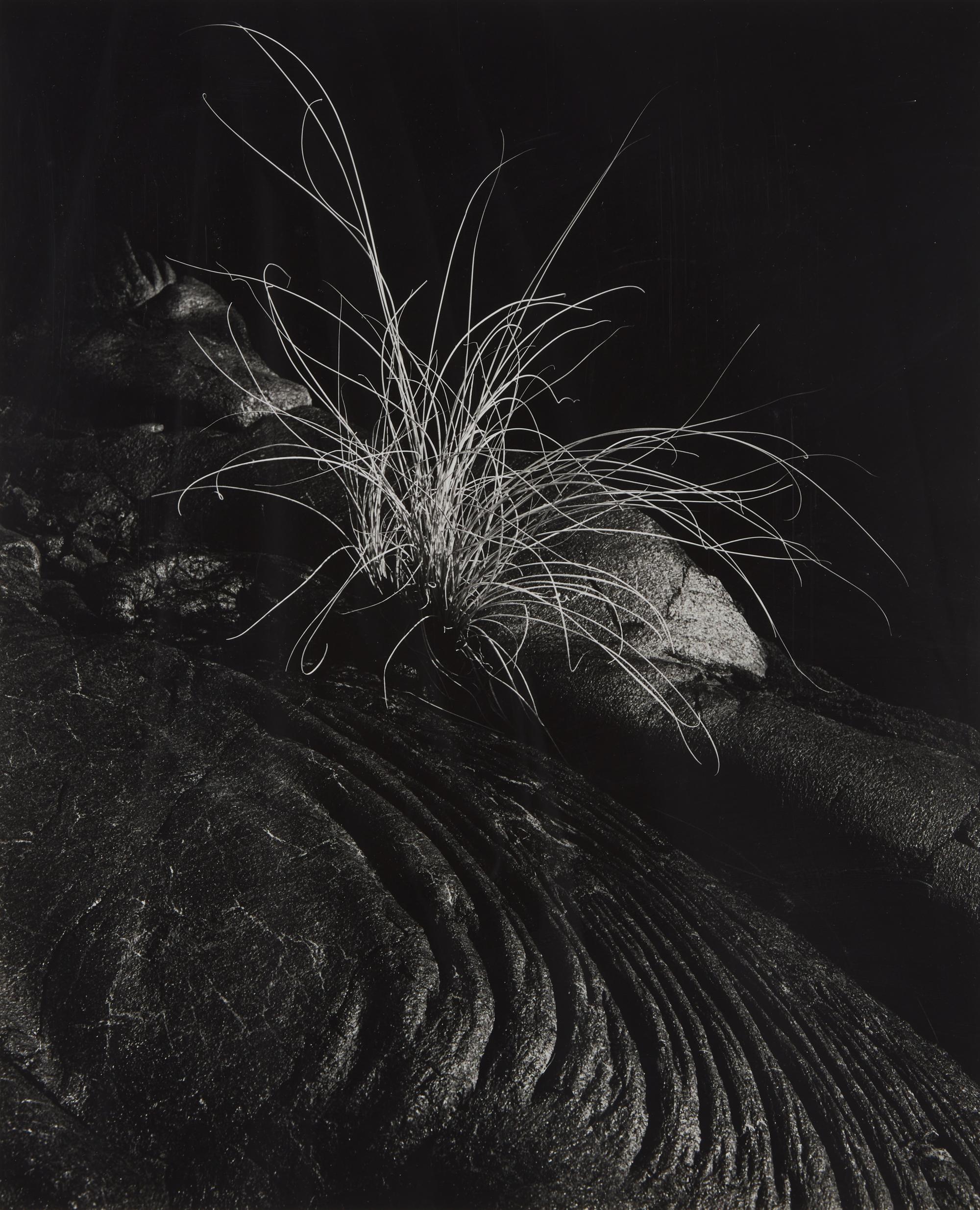 Grass and Lava, Hawaii, 1984