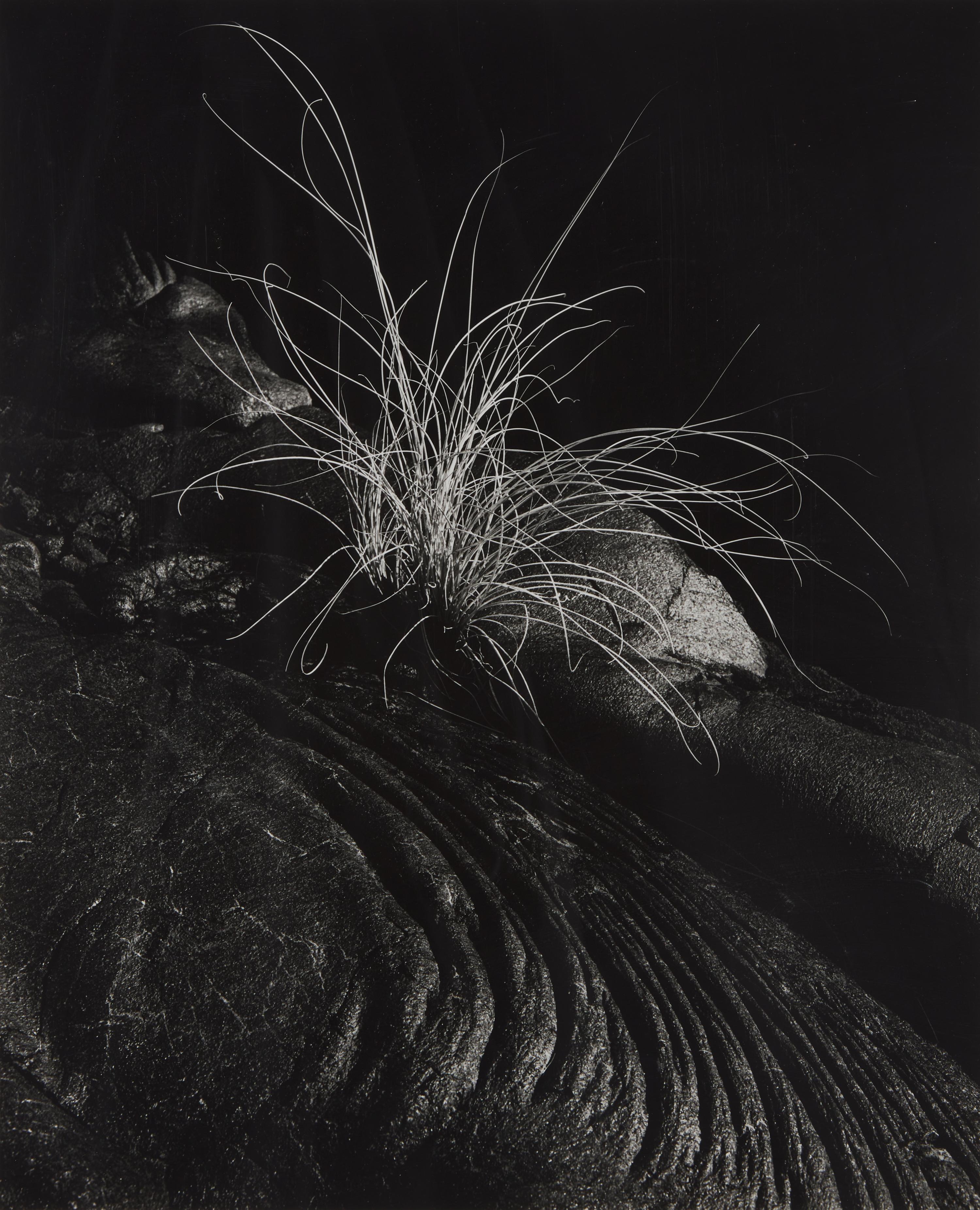 Grass and Lava, Hawaii, 1984
