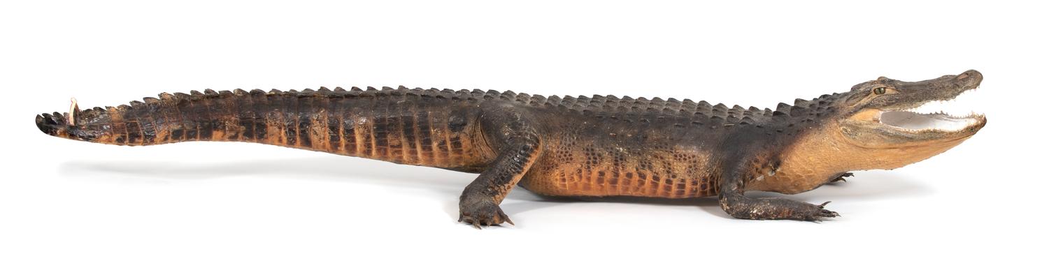 A Taxidermy Alligator Length 8 feet 5 inches.