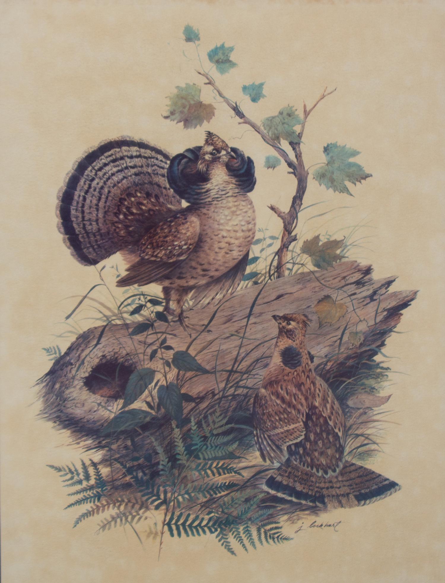 Four American Ornithological Off-Set Lithographs