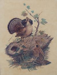 Four American Ornithological Off-Set Lithographs