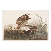 Audubon, John James (1785-1851) Winter Hawk (Plate LXXI) Circus Hymaelis