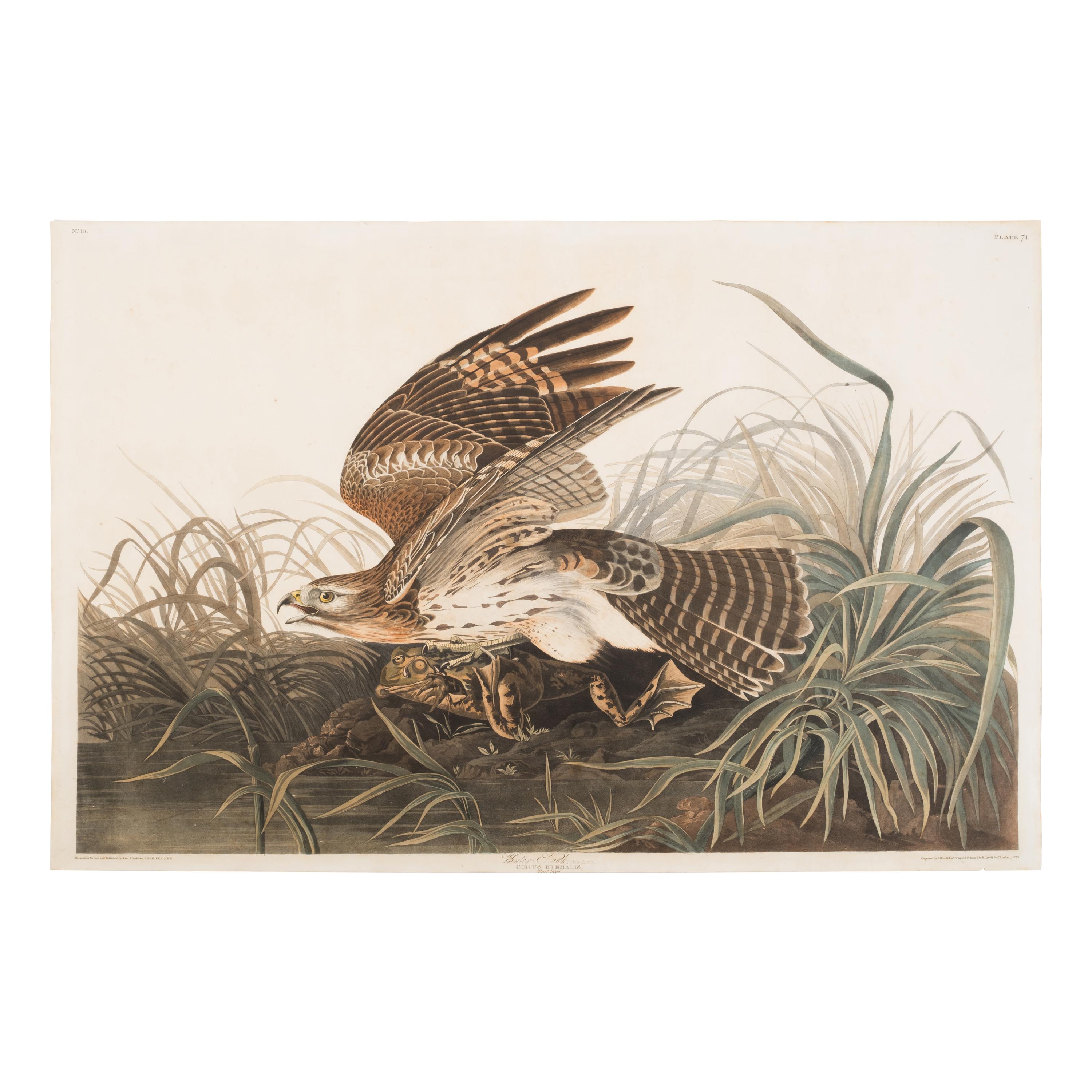 Audubon, John James (1785-1851) Winter Hawk (Plate LXXI) Circus Hymaelis