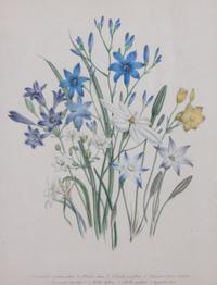 A Collection of Five Chromolithographs of Botanicals Height of largest frame 23 x width 20 inches.