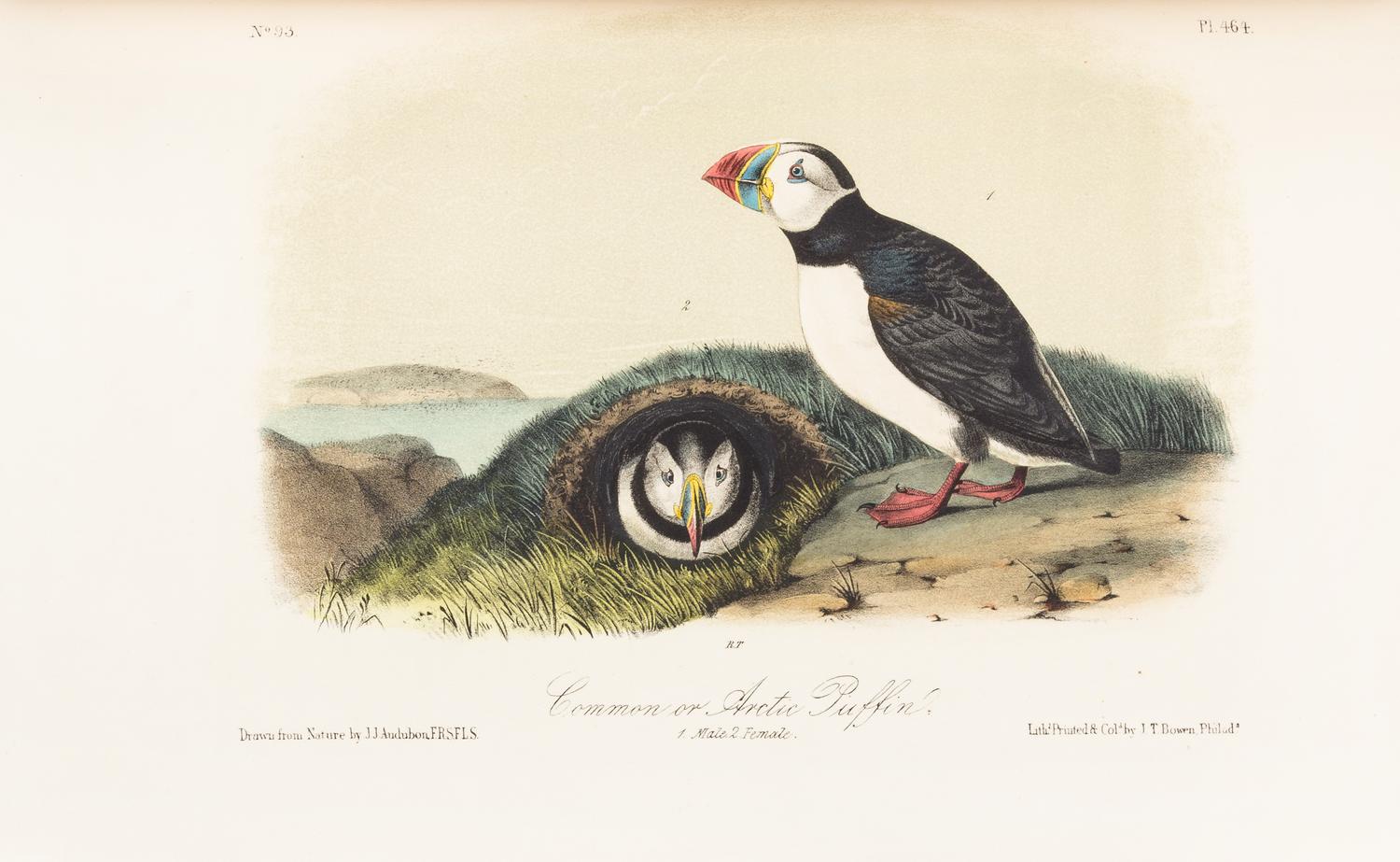 AUDUBON, John James. The Birds of America. New York: John Lockwood, [ca 1870-1871]. 8 volumes, royal 8vo.