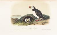 AUDUBON, John James. The Birds of America. New York: John Lockwood, [ca 1870-1871]. 8 volumes, royal 8vo.