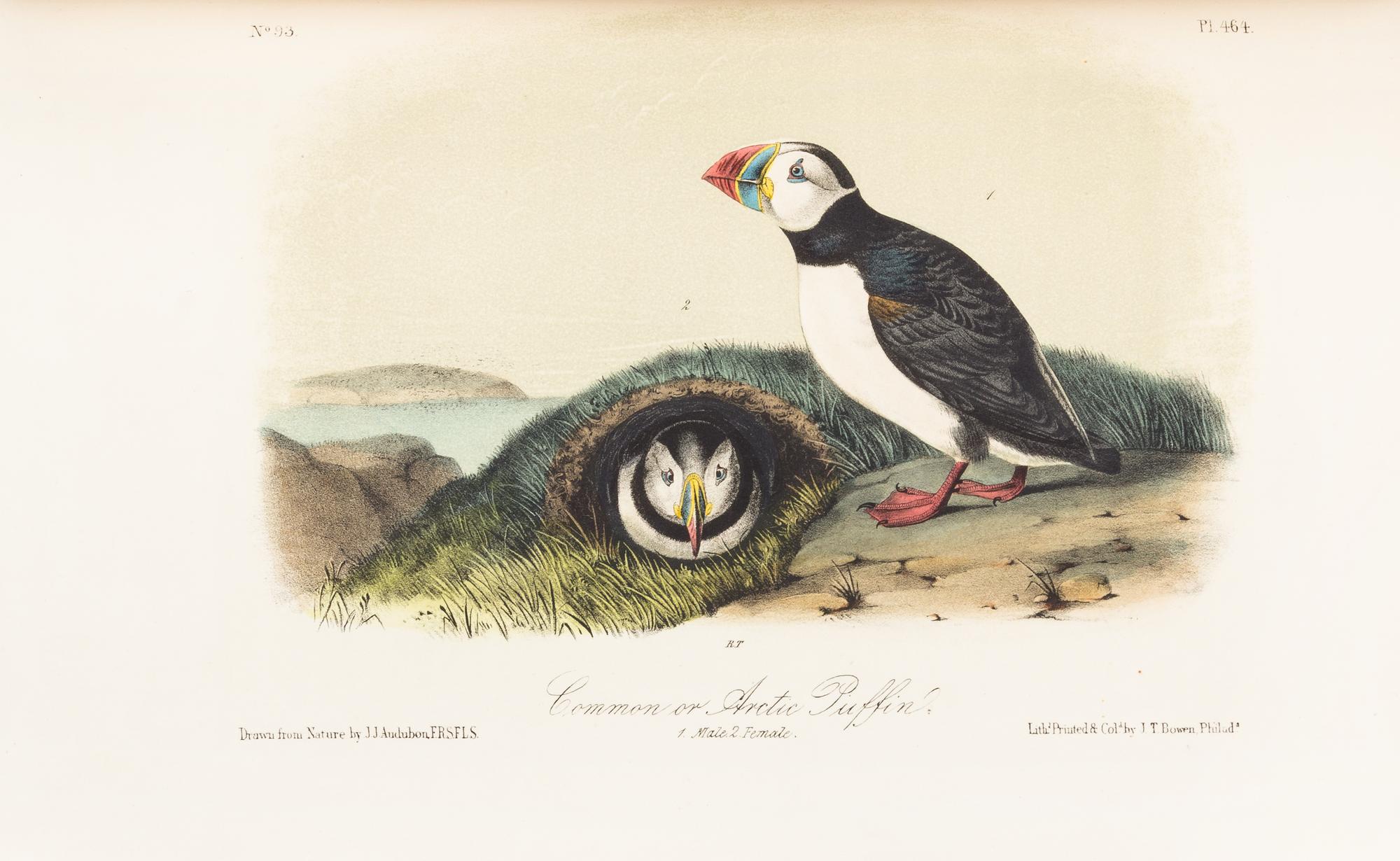 AUDUBON, John James. The Birds of America. New York: John Lockwood, [ca 1870-1871]. 8 volumes, royal 8vo.