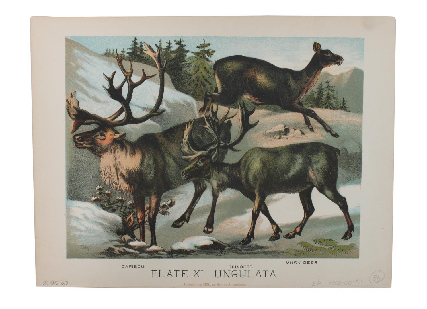 Eight Hand Colored Animal Engravings Height 10 1/2 x width 13 1/4 inches (largest) — LATE 19TH/EARLY 20TH CENTURY