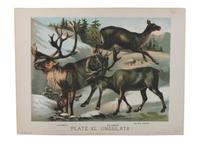 Eight Hand Colored Animal Engravings Height 10 1/2 x width 13 1/4 inches (largest) — LATE 19TH/EARLY 20TH CENTURY