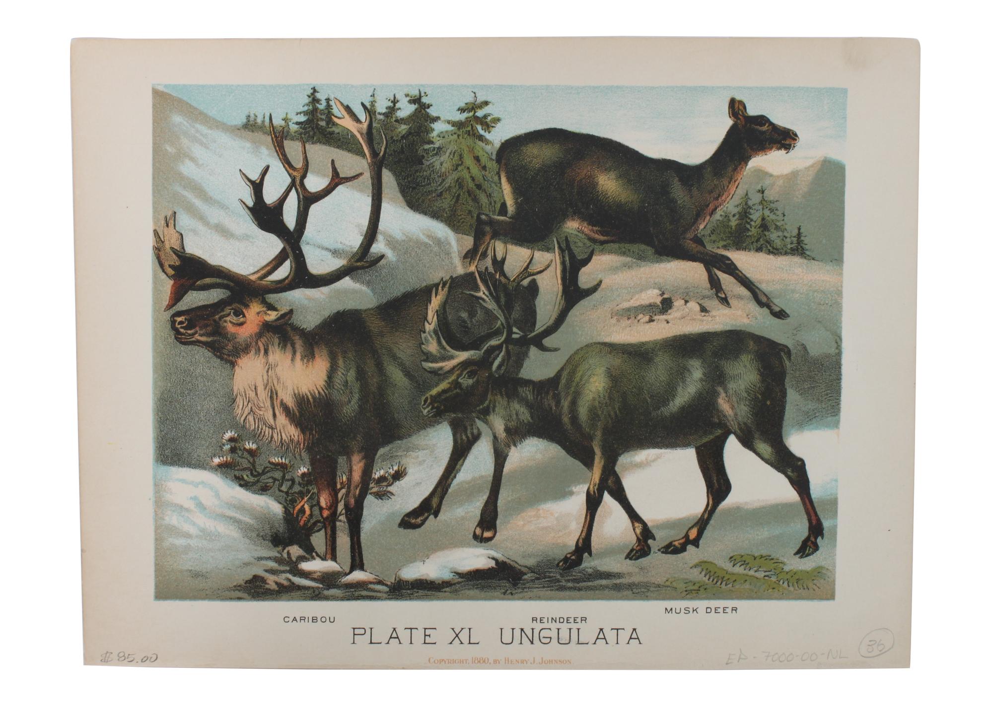 Eight Hand Colored Animal Engravings Height 10 1/2 x width 13 1/4 inches (largest) — LATE 19TH/EARLY 20TH CENTURY