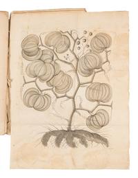 RUMPF, Georg Eberhard (1628-1702). Herbarii Amboinesis Auctuarium ... Het Auctuarium ofte Vermeerdering op her Amboinsch Kruyd-Boek . Amsterdam: Mynard Uytwerf et al, 1755.