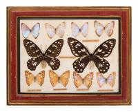 Three Framed Groups of Lepidopterological Specimens