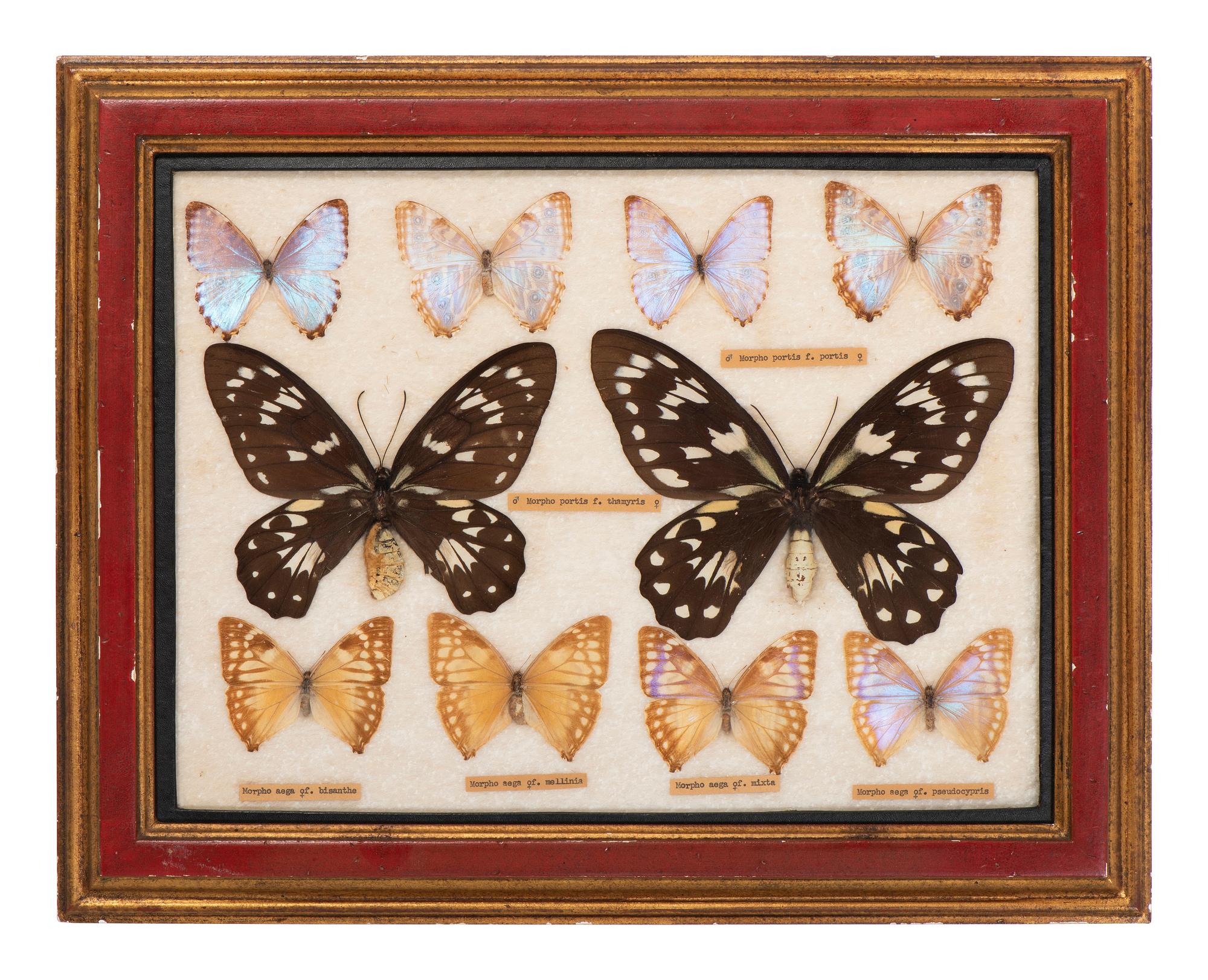 Three Framed Groups of Lepidopterological Specimens