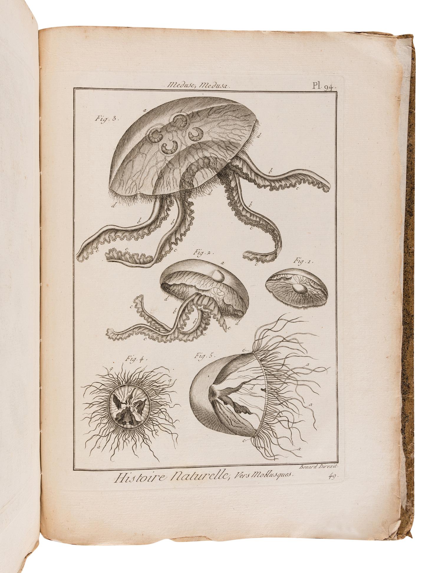 BRUGUIÈRE, Jean Guillaume (1749-1798). Tableau encyclopédique et méthodique des trois règnes de la nature. Contenant l'helminthologie, ou les vers infusoires, les vers intestins, les vers mollusques, &c . Paris: Panckoucke, 1791.