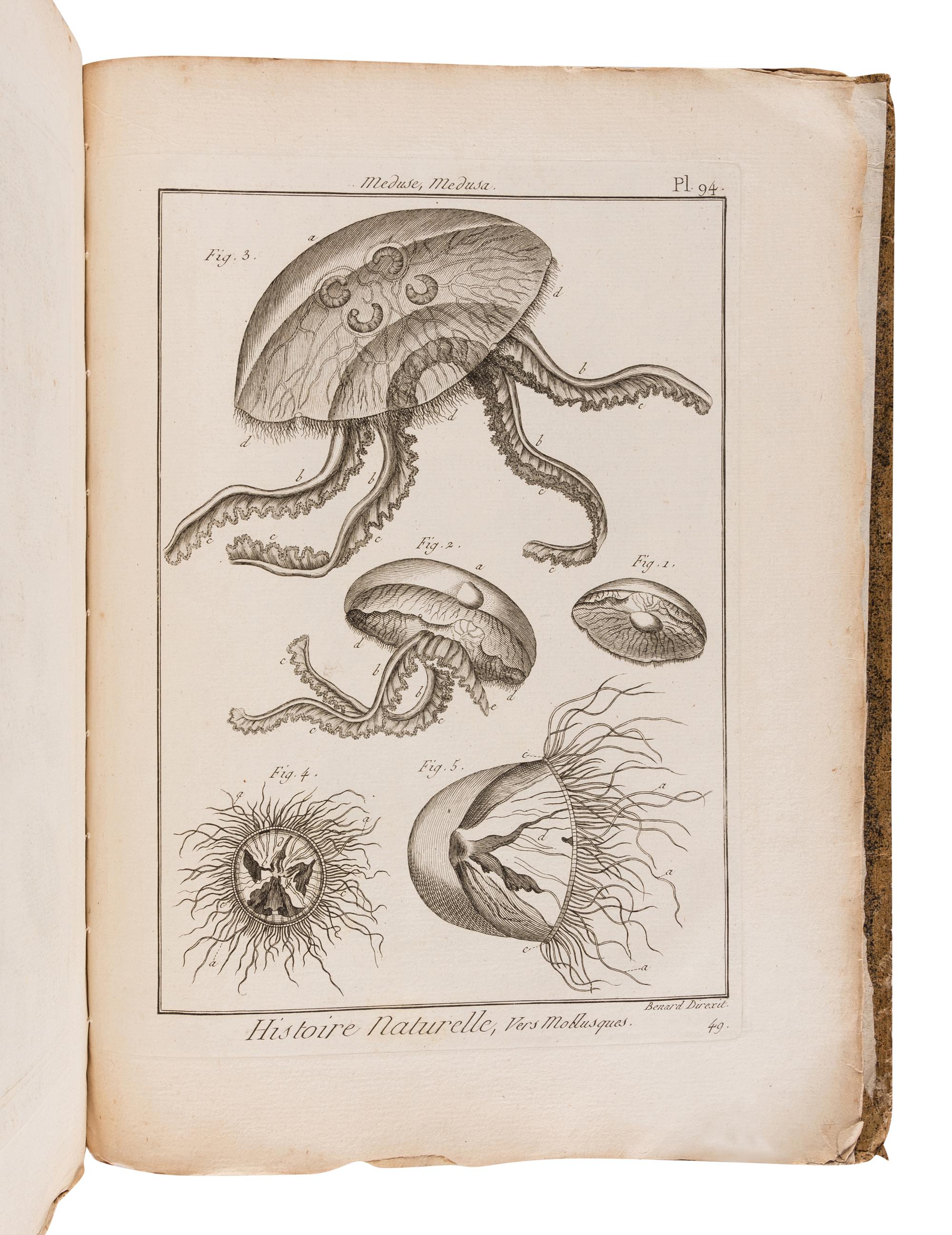 BRUGUIÈRE, Jean Guillaume (1749-1798). Tableau encyclopédique et méthodique des trois règnes de la nature. Contenant l'helminthologie, ou les vers infusoires, les vers intestins, les vers mollusques, &c . Paris: Panckoucke, 1791.